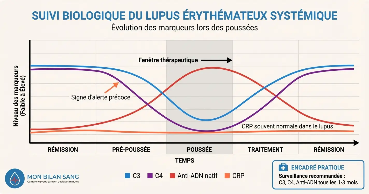 Graphique d'évolution temporelle des marqueurs biologiques du lupus montrant la chute du C3 et C4 et l'élévation des anti-ADN lors des poussées, avec indication de la fenêtre thérapeutique