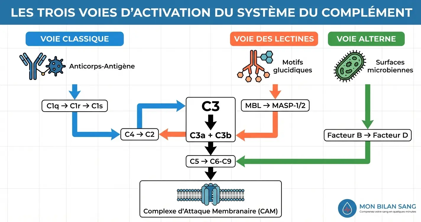 Schéma des trois voies d'activation du système du complément : voie classique déclenchée par les complexes anticorps-antigène, voie alterne activée par les surfaces microbiennes, et voie des lectines initiée par les motifs glucidiques, toutes convergeant vers l'activation du C3